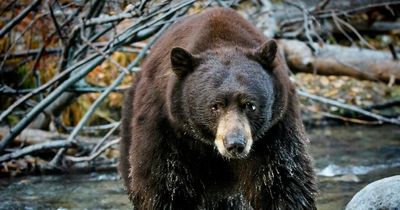 Woman fends off aggressive bear by punching it in the nose after it attacks her at home