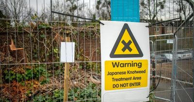 National Rail pays thousands to Brits living near stations after Japanese knotweed found