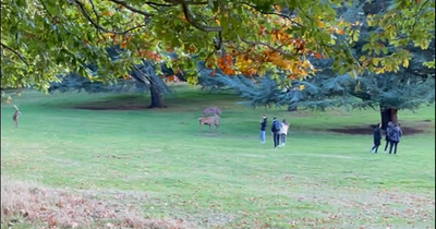 Warning after 'sightseers' spotted taking pictures 'dangerously' close to stag in Wollaton park