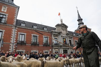 Sheep take over Madrid's streets as they head for winter pastures