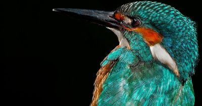 Wishaw photographer releases new wildlife calendar in time for Christmas