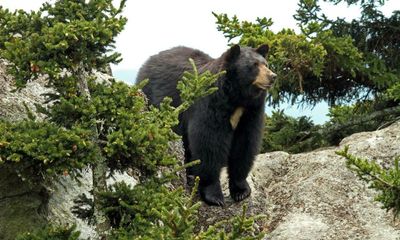 Washington state woman survives bear attack by punching animal’s nose