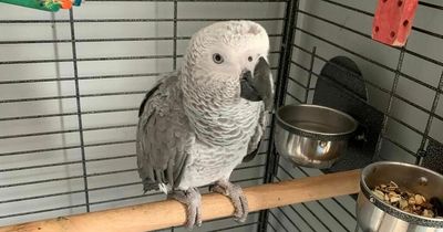 Parrot owner 'heartbroken' after foul-mouthed African grey Harold goes missing