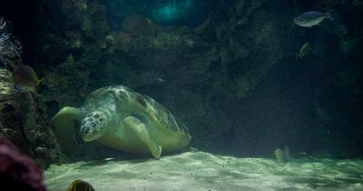 'After 82 years in tanks giant turtle Lulu deserves to have freedom'