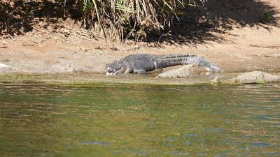 Saltwater crocodile numbers surge in the Kimberley's Ord River — and authorities fear locals aren't being careful