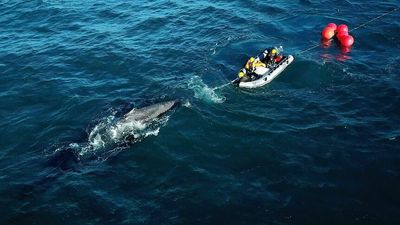 More whales get stuck in fishing gear as marine scientists seek new ways to rescue them