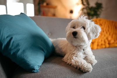 Hypoallergenic pets: Are they real?