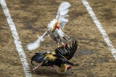 Feathers fly as Philippine cockfighting shakes off Covid closures