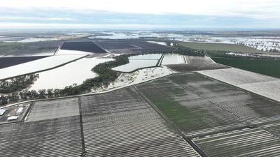 Most productive NSW agricultural shire counts hundreds of millions of dollars in crop losses