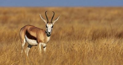 Company slammed for auctioning off trophy hunting safari to kill wildlife in South Africa