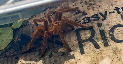 Mum finds hand-sized tarantula with painful bite on her doorstep