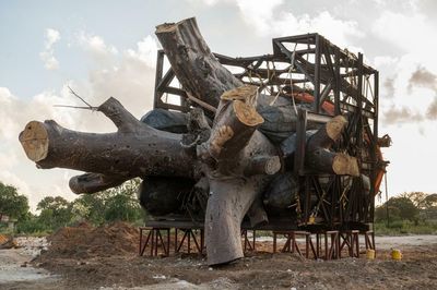 Campaigners allege ‘biopiracy’ over export of Kenyan baobabs