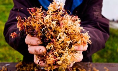 TikTokers reckon sea moss can help you lose weight and have better sex. What does the science say?