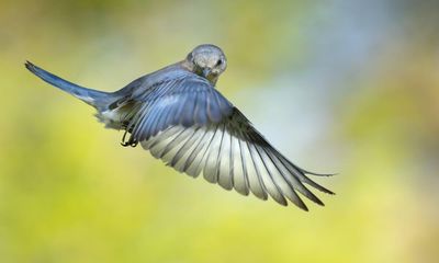 Poem of the week: George Moses Horton, Myself by George Moses Horton