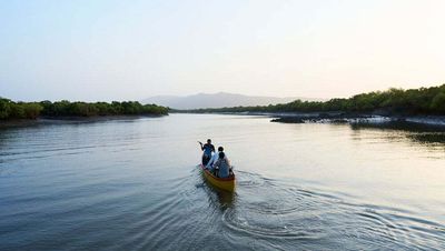 Buy An Apple iPhone, Fund Mangrove Restoration Projects