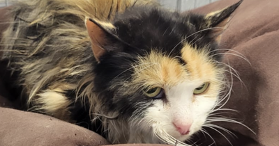 Cat saved from drowning after falling into sewage drain at Scots graveyard