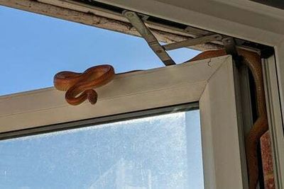 Basildon: Woman wakes to find three-foot snake attempting to slither into Essex home