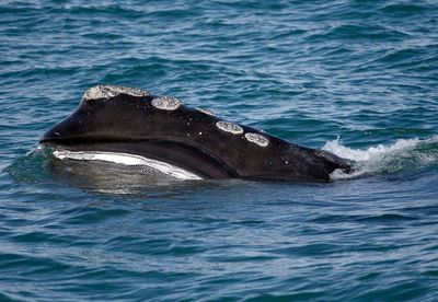 Endangered whale's decline slows, but population falls again