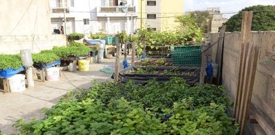 Growing plants on buildings can reduce heat and produce healthy food in African cities