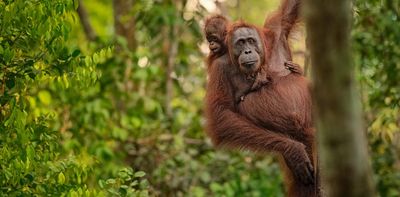 Orangutans: could 'half-Earth' conservation save the red ape?