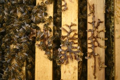 Europe's bees stung by climate, pesticides and parasites