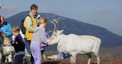 The mountain spot where you can meet Scotland's only free roaming reindeer herd ahead of the festive season