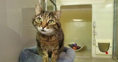 SSPCA issue plea after adorable cat left in centre for over 200 days