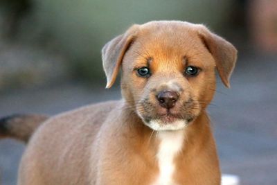 Should dog theft become a specific offense in Scotland?