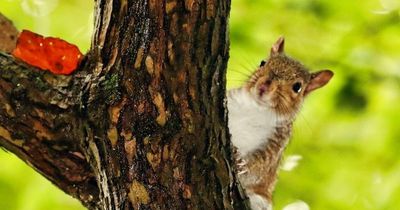 Vote for your favourite autumn picture
