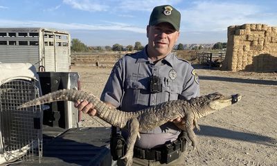 Large alligator discovered roaming in … Idaho?