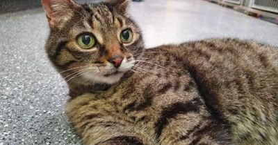 Lanarkshire SSPCA appeal for home for Scotland's 'most -over-looked' cat