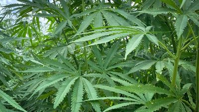 Hemp industry gears for 'game-changing' growth after easing of regulation gives green light to farmers