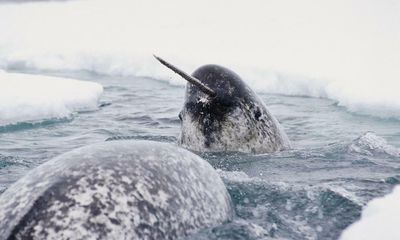 Narwhals adapting to climate crisis by delaying migration, study finds