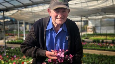 Tasmanian horticulture legend retires after six decades growing seedlings