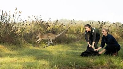 Wild wallabies relocated to secret, safe location in Far North Queensland project