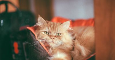 Vet reveals four breeds of cats he would never buy and explains the reasons why