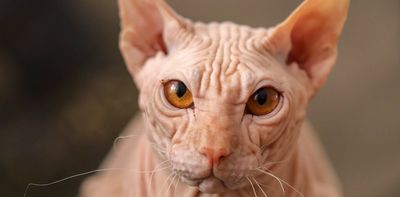 Do hypoallergenic cats even exist? 3 myths dispelled about cat allergies