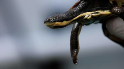 Endangered Manning River turtles released into wild after egg rescue during Black Summer
