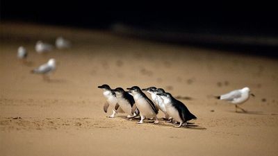 Phillip Island penguin numbers reach new record amid recurring La Niña