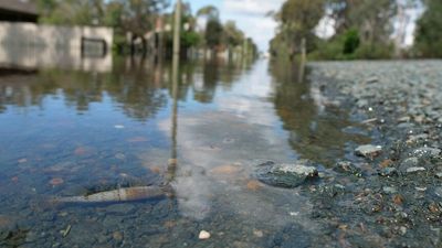 Authorities warn of fish kills, blackwater, blue-green algae due to widespread flooding across Murray-Darling Basin