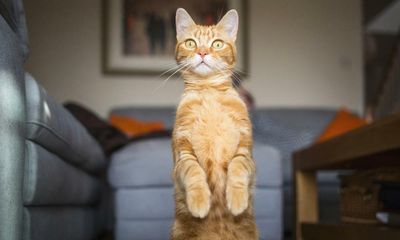 Communi-cat-ive: cats attentive to owner’s voice, research finds