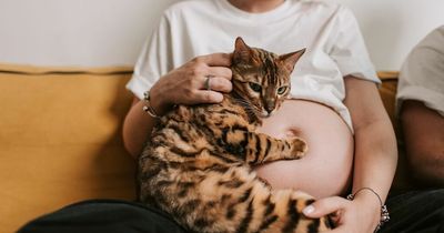 Vet lists four breeds of cat he would never buy including one that's 'dangerous'