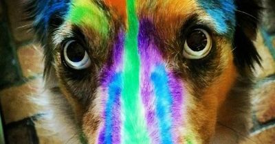 Twins, 5, turn pet dog into colouring book - and they stayed within the lines