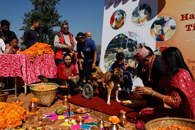 Dogs get their day at Hindu festival dedicated to them in Nepal