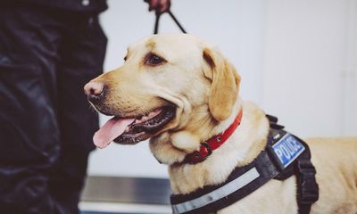 From solar power for renters to detector dogs – 10 budget measures you may have missed