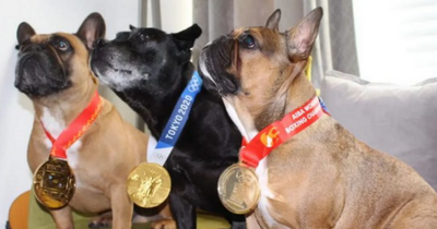 Kellie Harrington has her dogs wear her boxing medals in hilarious photo