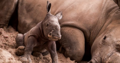 Newborn rhino calf given adorable Scottish name after birth at Blair Drummond Safari