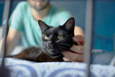 National Black Cat Day: Battersea urges people to look beyond myths when adopting