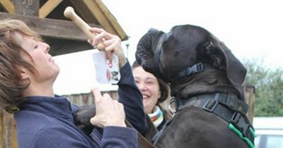 'Soppy' six-foot dog named Basher finally finds home after two-year struggle