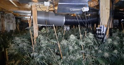 Cannabis factory worth estimated £3.5million discovered in Avonmouth